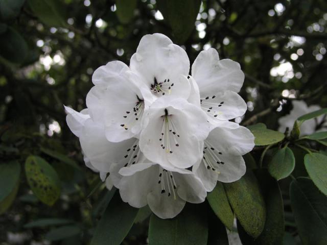 flowers03.jpg